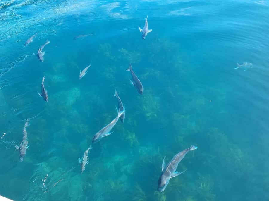 From Tairua: 2 Hour Cathedral Cove Tour with Local Guide - Price and value: is $83 worth it for this 2-hour mix?