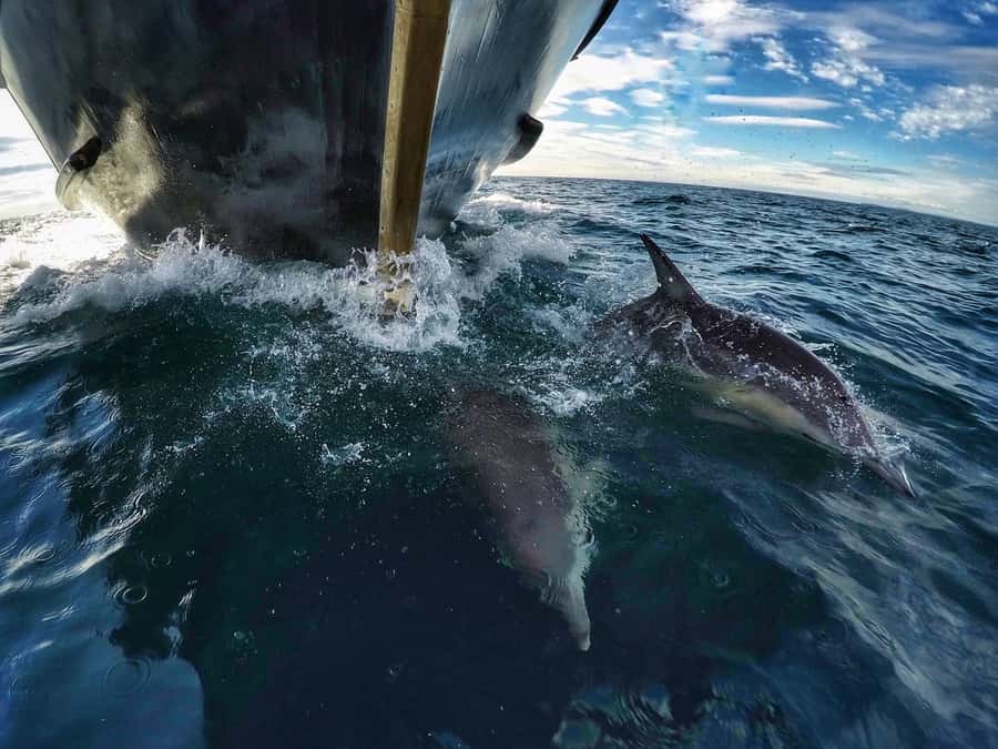 From Tauranga: Dolphin and Wildlife Cruise - Onboard Bar and the Drinks Plan: Budget for Nice Extras