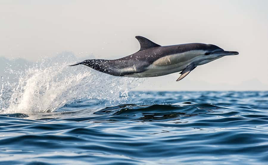 From Tauranga: Dolphin and Wildlife Cruise - Tauranga Morning Setup: Getting to the Strand Wharf on Time