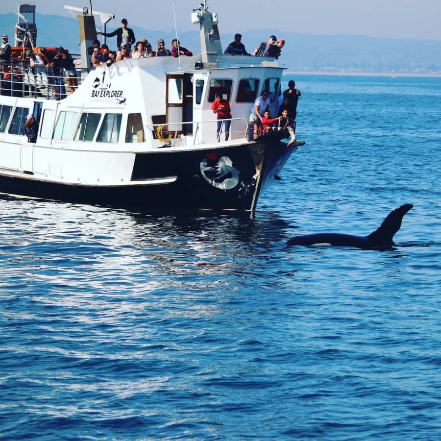 From Tauranga: Dolphin and Wildlife Cruise - Port Moments: Safety Briefing and Fast Orientation in Tauranga Harbour