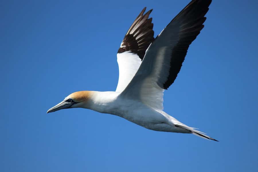 From Tauranga: Dolphin and Wildlife Cruise - Mauao and Mount Maunganui Views: The Timing Hit That Makes the Morning Feel Bigger