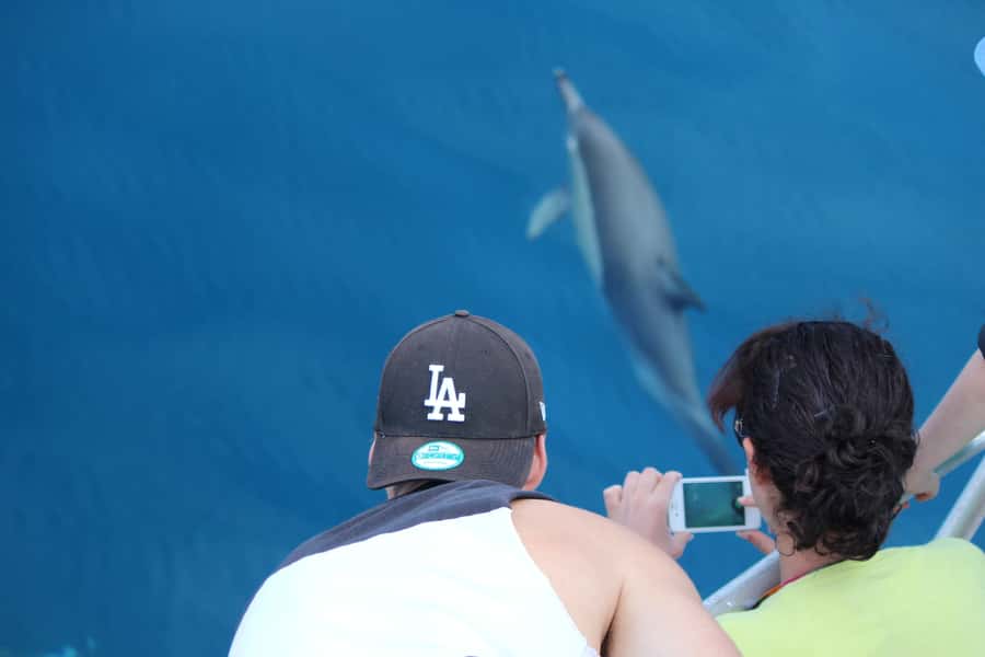 From Tauranga: Dolphin and Wildlife Cruise - What You Can Expect to See: Dolphins and More Marine Diversity