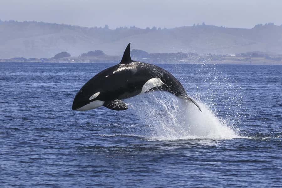 From Tauranga: Dolphin and Wildlife Cruise - The Bay Explorer Boat: Spacious, Sunny, and Built for Wildlife Spotting