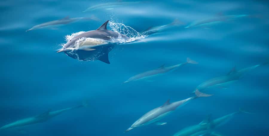 From Tauranga: Half-Day Swimming with Dolphins Tour - Key highlights I think matter most