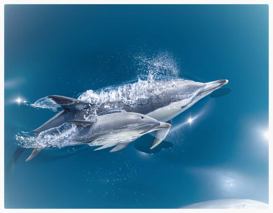 From Tauranga: Half-Day Swimming with Dolphins Tour - Tauranga to the water: what this tour feels like from start to finish