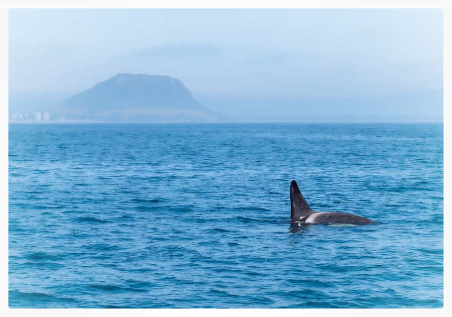 From Tauranga: Half-Day Swimming with Dolphins Tour - Finding dolphins in open ocean, and why timing is everything