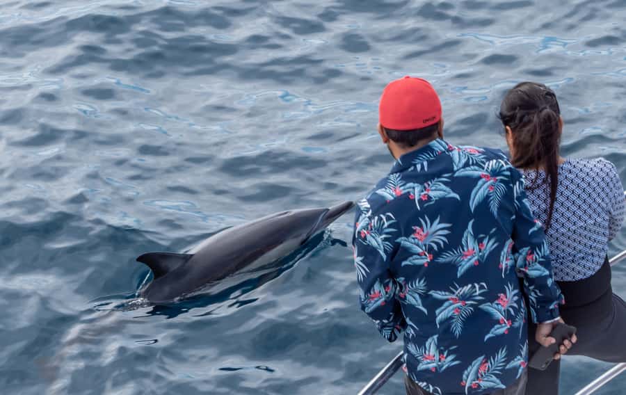 From Tauranga: Half-Day Swimming with Dolphins Tour - Snorkeling and swimming: how it works when dolphins are calm, and what changes with calves