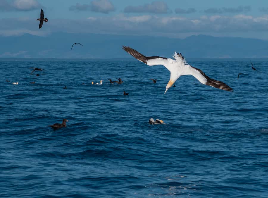 From Tauranga: Half-Day Swimming with Dolphins Tour - Wildlife beyond dolphins: whales, seals, seabirds, and even sharks