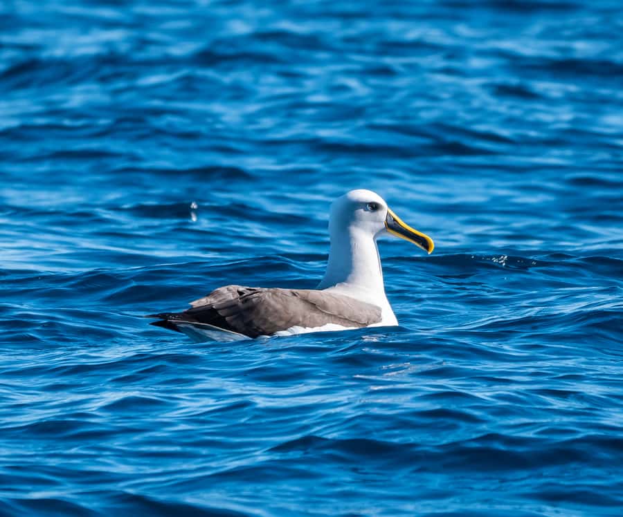 From Tauranga: Half-Day Swimming with Dolphins Tour - Weather, waves, and what to pack so you stay in the fun zone