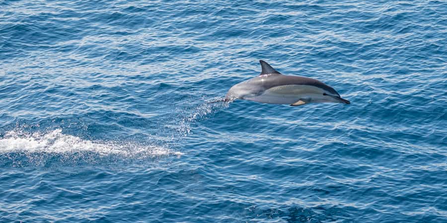 From Tauranga: Half-Day Swimming with Dolphins Tour - Best fit: who will love this tour, and who should think twice