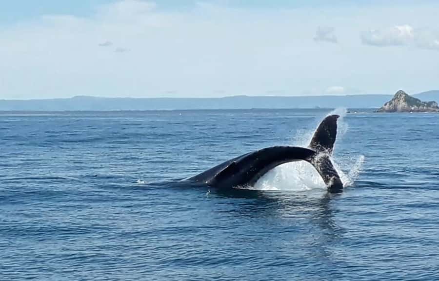 From Tauranga: Half-Day Swimming with Dolphins Tour - Should you book the Tauranga half-day dolphin swim?