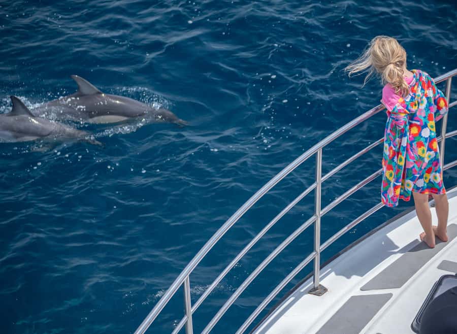 From Tauranga: Half-Day Swimming with Dolphins Tour - The boat, gear, and the small things that save your day