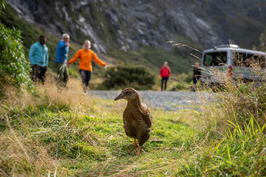 From Te Anau: Milford Sound Coach, Cruise, and Walks - After the Cruise, Fiordland Walks and Scenic Stops