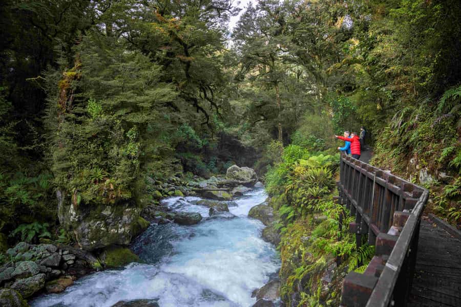 From Te Anau: Milford Sound Coach, Cruise, and Walks - Milford Road Viewpoints, Plus Wildlife Chances on Land