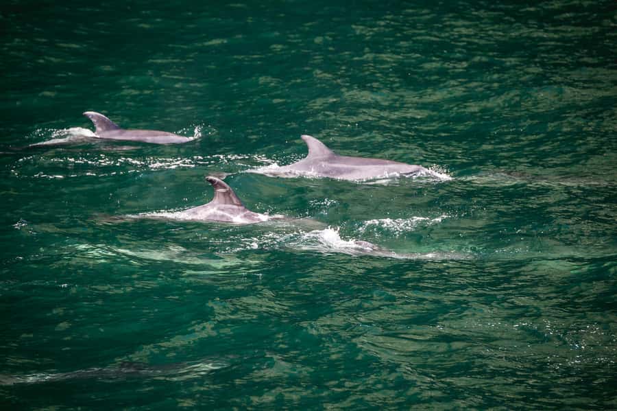 From Te Anau: Milford Sound Cruise and Coach Day Trip - Key Things I’d Watch For