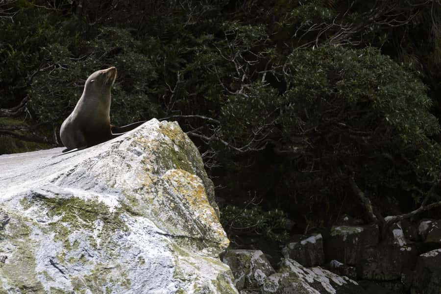 From Te Anau: Milford Sound Cruise and Coach Day Trip - Value and Price: Is $136 Worth It?