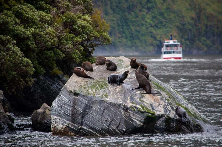 From Te Anau: Milford Sound Small-Group Tour Including Lunch - Milford Sound cruise, Mitre Peak, and wildlife chances