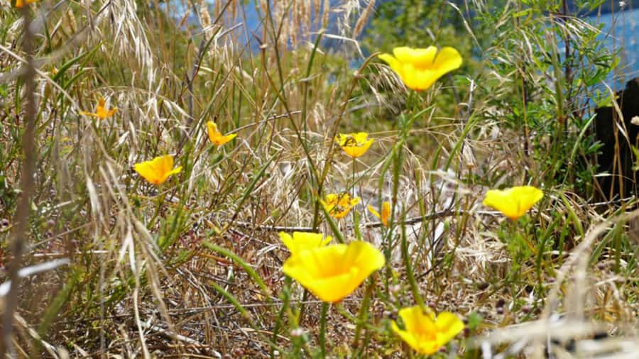 From Wanaka: Ruby Island 1-Hour Cruise and Photo Walk - Weather, landing chances, and holiday day surprises
