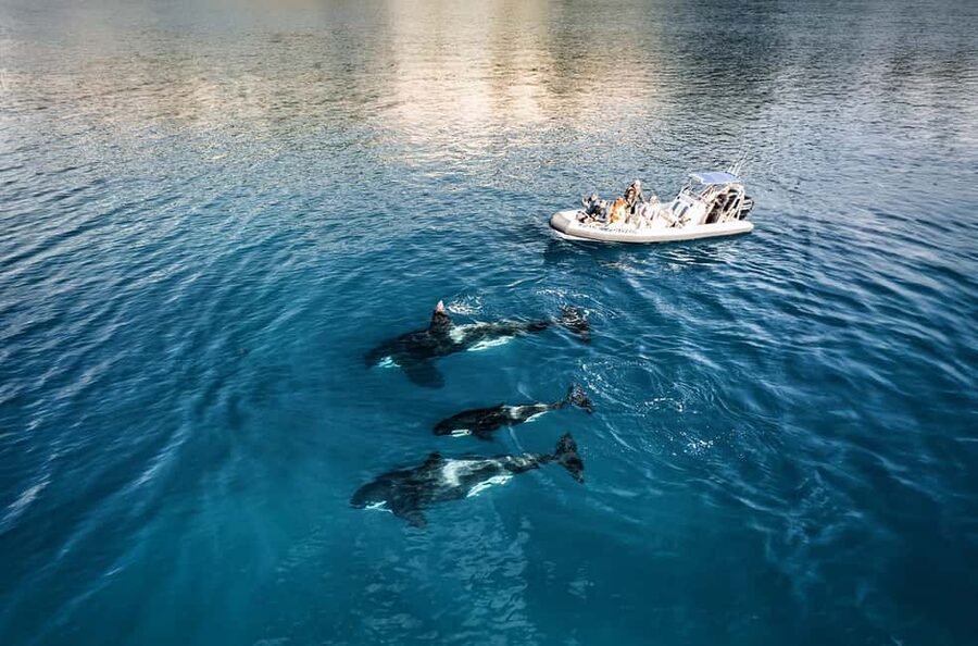 From Whitianga: Cathedral Cove Cruise with Snorkeling - Orua Sea Cave with on-board music and acoustic magic