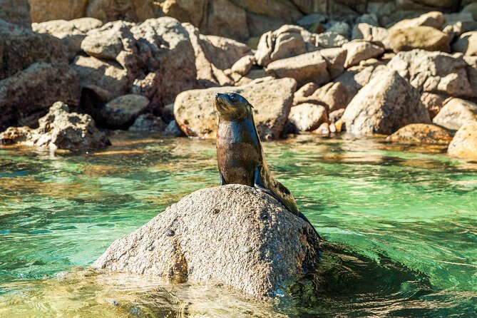 Full-Day Abel Tasman National Park Hiking Tour with Cruise - Getting back by boat and back to Nelson by 5pm