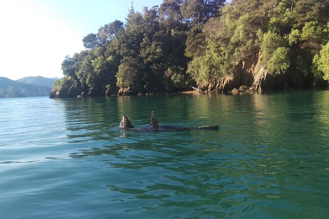 Full day Guided Sea Kayak Tour from Picton - Picton Waterfront Start, Marlborough Sounds First Impression