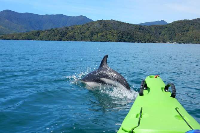 Full day Guided Sea Kayak Tour from Picton - Who Should Book This Sea Kayak Tour From Picton