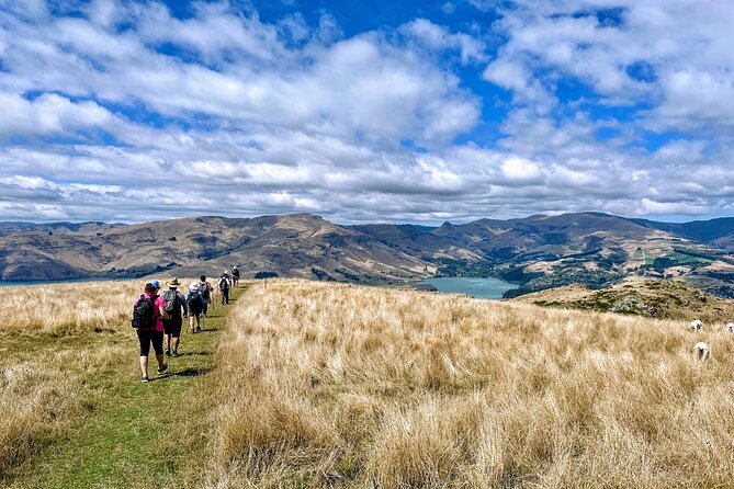 Full Day Guided Walking Tour and Picnic around Godley Head - Final call: should you book Crater Rim Walks?
