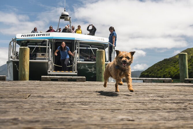 Full Day Iconic Mail Boat Cruise - Why a Pelorus mail boat is the best way to see the Marlborough Sounds