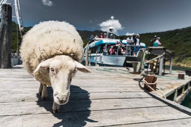 Full Day Iconic Mail Boat Cruise - Onboard Pelorus Mail Boat time: crew stories, dock dogs, and farm stops