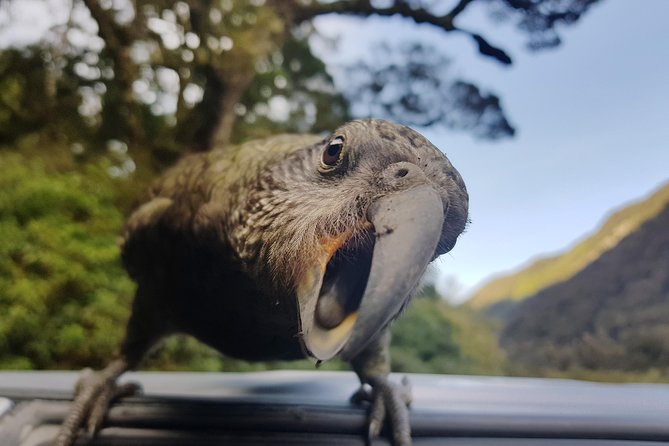 Full-Day Milford Sound Tour with Cruise and Walks from Te Anau - Turning a long drive into part of the magic