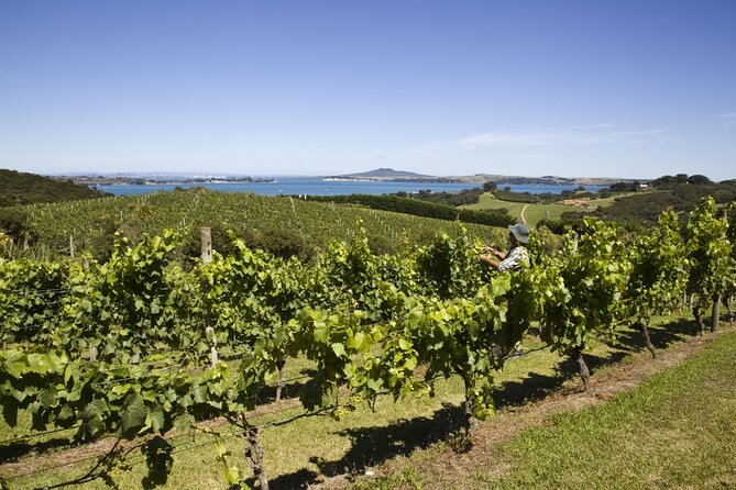 Full Day Private Waiheke Island Wine Tour Including Lunch - Key Points You Should Know Before You Go