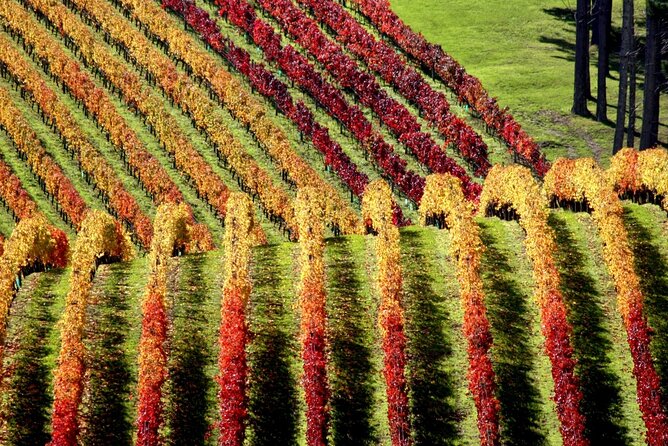 Full Day Private Waiheke Island Wine Tour Including Lunch - Meeting Geoff, Then Starting at Oneroa Beach (9:00 am)