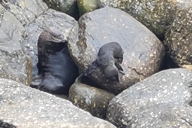 Full Day Tour of the Sights and Tastes of the West Coast - Punakaiki Pancake Rocks: rock formations, blowholes, and wild details