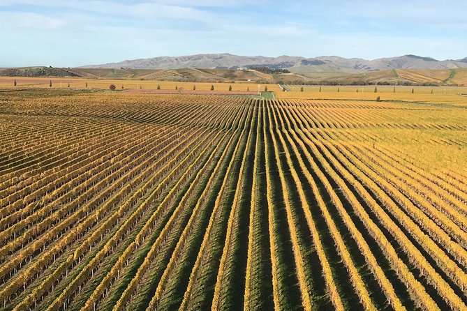 Full-Day Wine Gourmet and Scenic Delight Tour of Marlborough from Blenheim - Stop 4, Framingham Wines: A Sauvignon Blanc Anchor