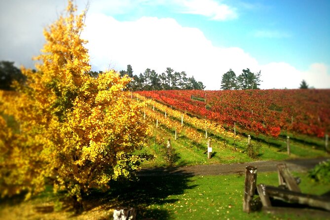 Full-Day Wine Tasting Tour in Auckland with 3-Course Vineyard Lunch - What you taste on this Auckland wine tour (and how to not get overwhelmed)