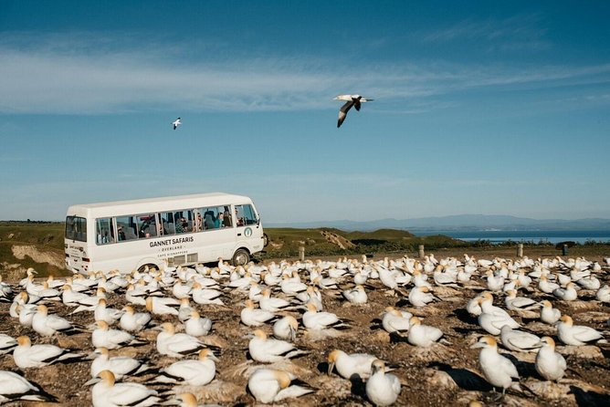 Gannet Safaris Overland tour to Cape Kidnappers Gannet Colony - Who this tour is best for, and who should skip it