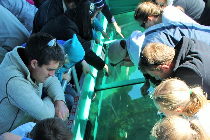 Glass Bottom Boat Tour - Key highlights you will actually care about