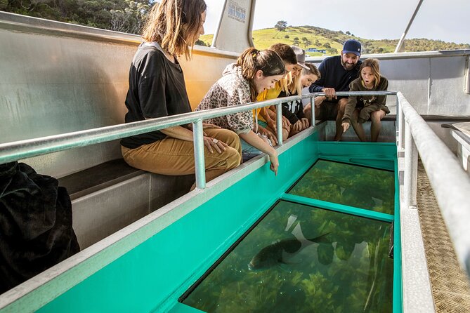 Glass Bottom Boat Tour - Goat Island Marine Reserve from the glass, up close and unhurried
