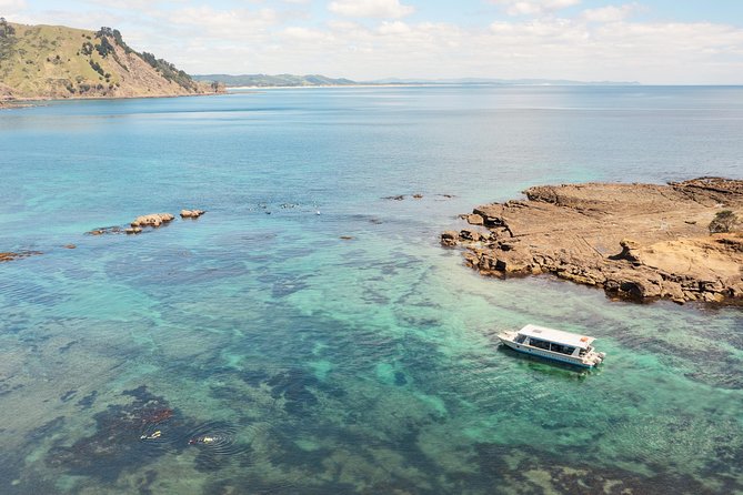 Glass Bottom Boat Tour - The 50-minute Goat Island reserve segment: what to watch during your main viewing time