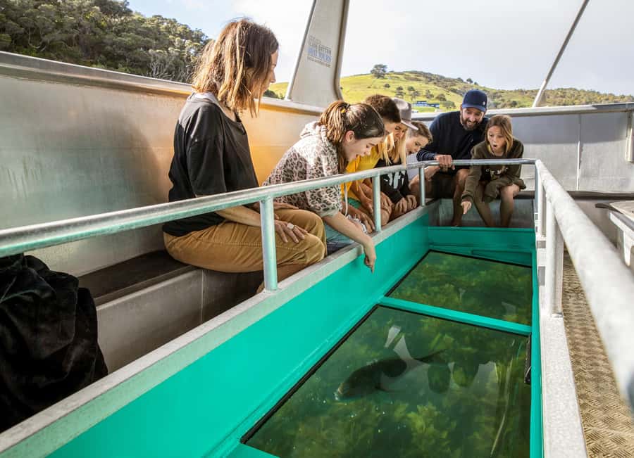 Goat Island: Glass Bottom Boat Tour - Family-friendly benefits, and when it might not fit