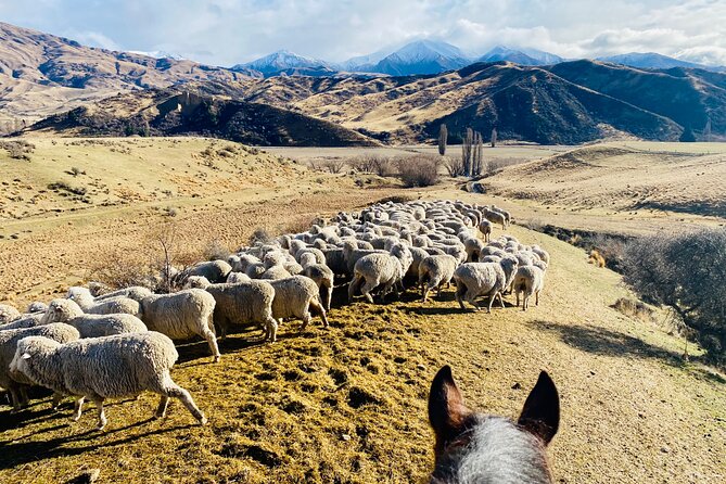 Gold Discovery Trail Horse Trek Cardrona - Most popular! - Who should book this trek, and who might want a different option