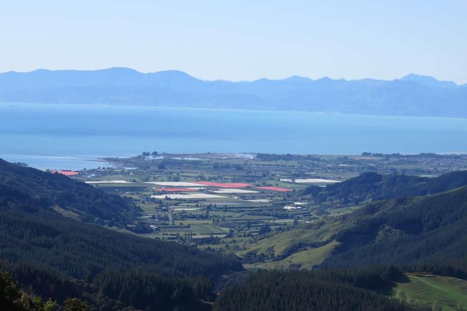 Golden Bay in a Day - Te Waikoropupu Springs, the clearest water idea, and why it matters