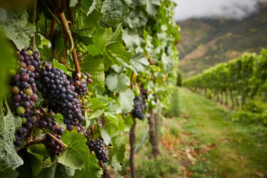 Gourmet Food and Wine Tour with Lunch and Wine Tastings - Price and value at $196 per person