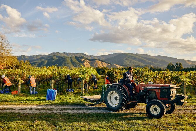 Gourmet Gold Wine Tour: Indulge in Cloudy Bay's finest wines - Price and Logistics, Is $364.90 Good Value?