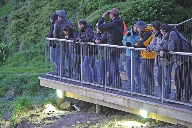 Guided Evening Penguin Viewing Otago Peninsula, Dunedin, New Zealand - Key highlights you should know