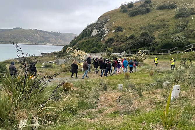 Guided Evening Penguin Viewing Otago Peninsula, Dunedin, New Zealand - Price and value, plus that penguin count refund idea