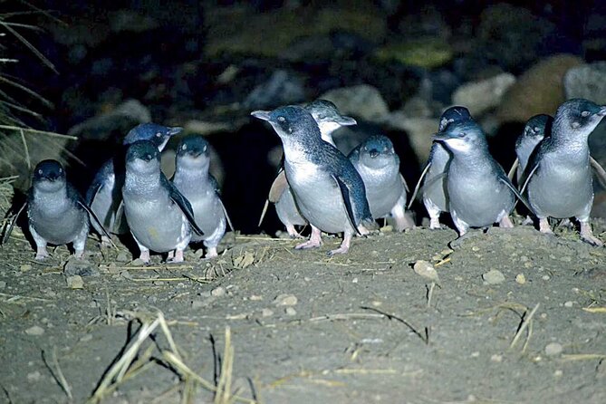 Guided Evening Penguin Viewing Otago Peninsula, Dunedin, New Zealand - Getting there and what your 1 hour 30 minutes really feels like