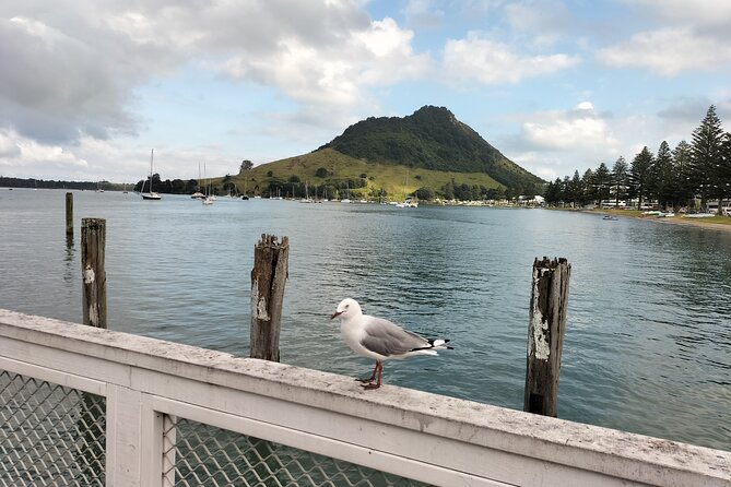 Guided Māori History and Culture Tour to Rotorua and Tauranga - Pickup and timing: where the day starts and why that matters