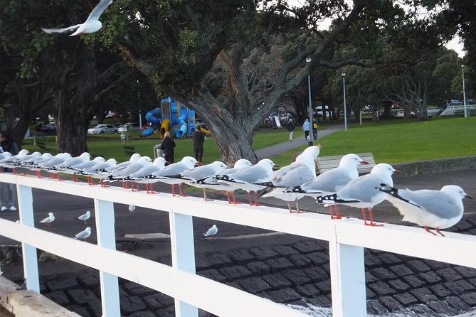 Guided North Head Fort Segway Tour in Devonport Auckland - Price and value: what you’re really paying for