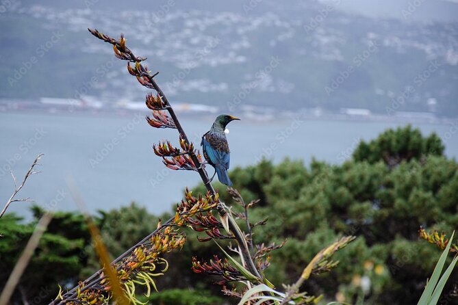 Guided Small Group Walking Tour in Wellington - Wellington Botanic Gardens: where exotic and native feel like one story